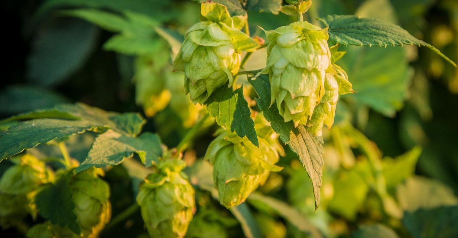 Tips to Prepare your Hops for Winter