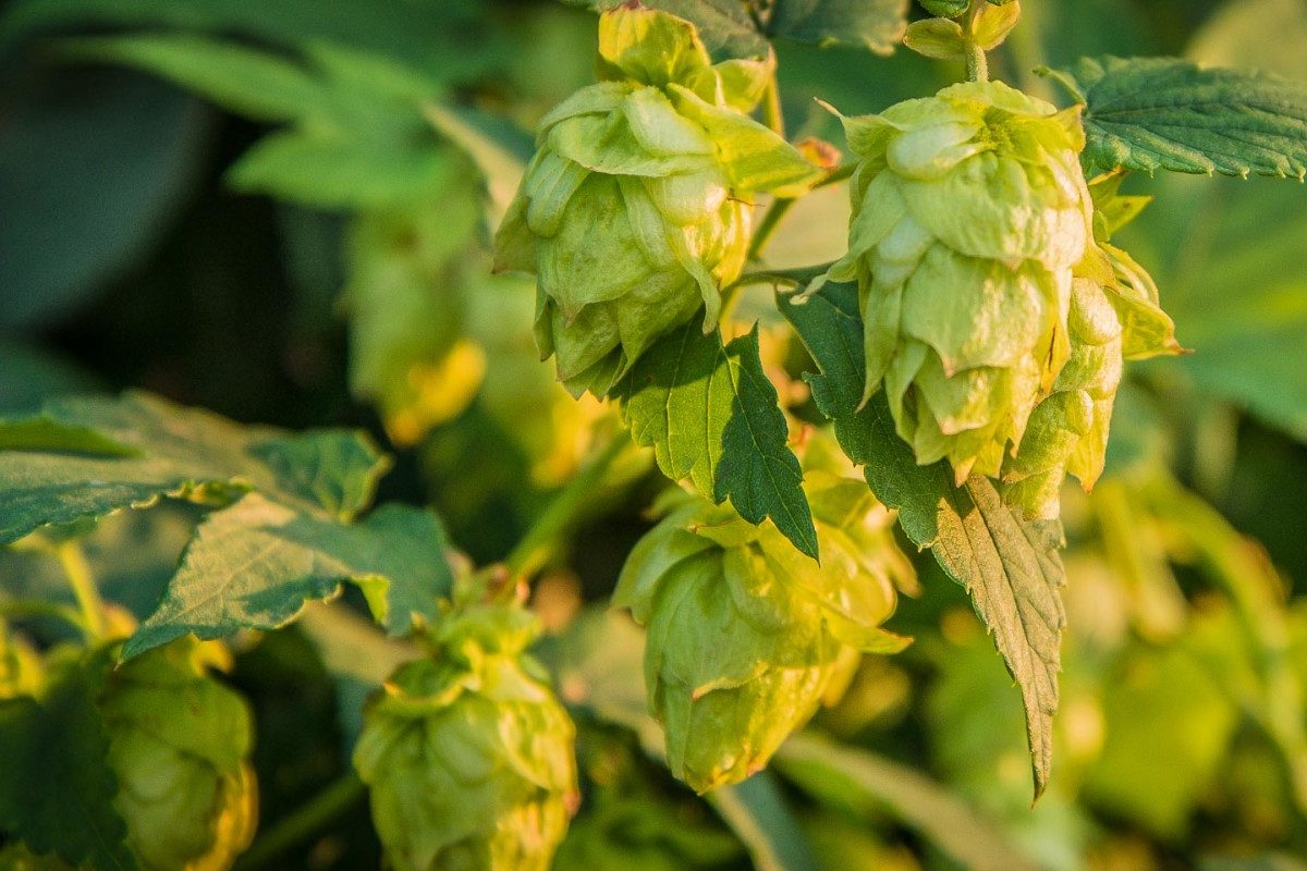 Tips to Prepare your Hops for Winter Crafty Canuck