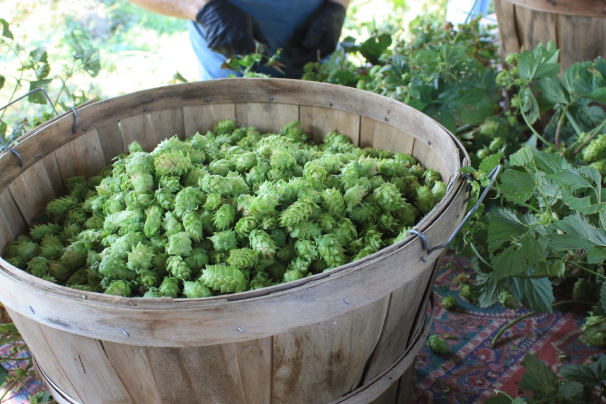 Your Guide to Harvesting Homegrown Hops